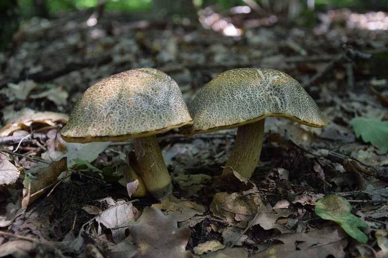 Какие грибы растут в Крыму: названия, фото и описание - sveklon.ru - Крым