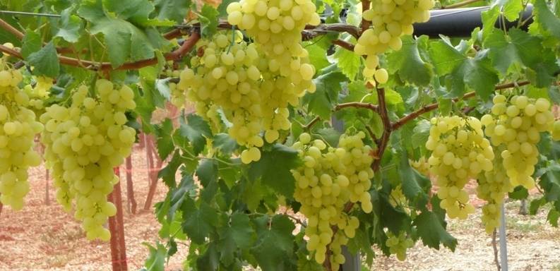 Селекция и классификация бессемянных сортов винограда - sad-dacha-ogorod.com