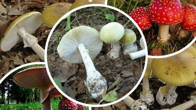 Отравление грибами: симптомы, первая помощь в домашних условиях - sveklon.ru
