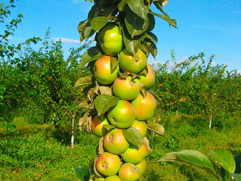 6 хитростей ухода за колоновидной яблоней, без которых не добиться хорошего урожая - orchardo.ru