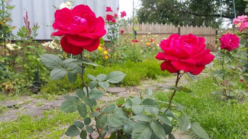 Как пересадить розы на другое место летом: во время цветения, видео - fermilon.ru