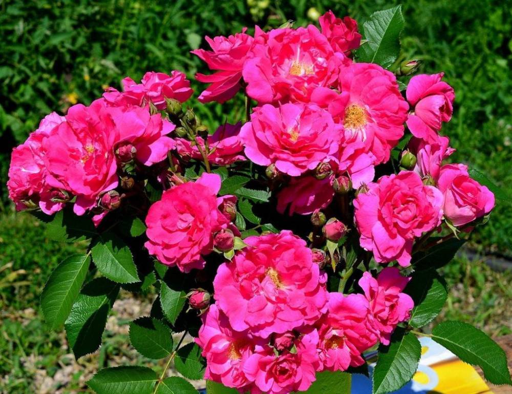 Канадская плетистая роза John Cabot (Джон Кабот): фото и описание, отзывы - fermilon.ru