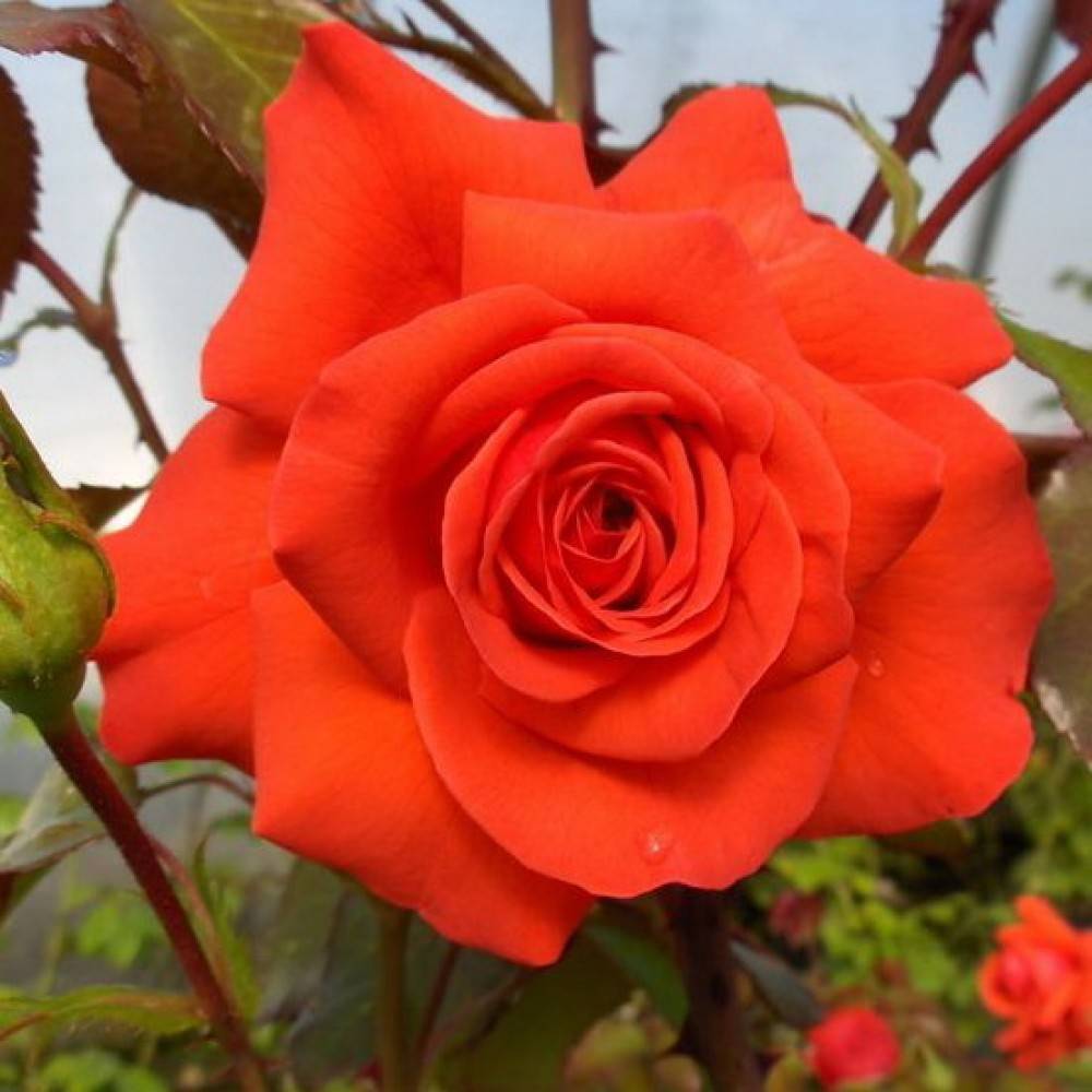 Плетистая роза Salita (Салита): фото и описание, отзывы - fermilon.ru