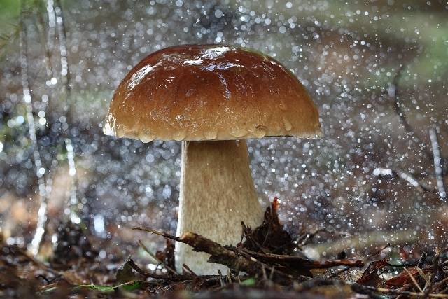 Через сколько дней после дождя вырастают грибы - sveklon.ru