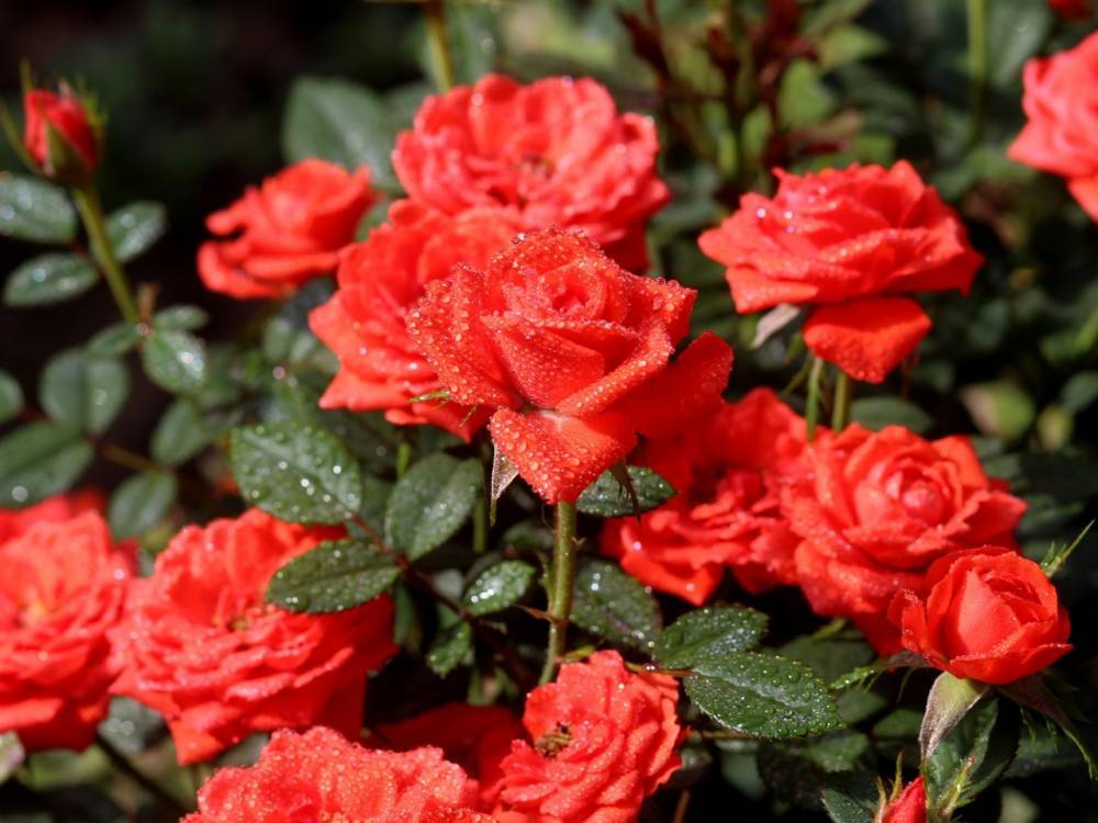 Когда и как правильно открывать розы после зимовки - fermilon.ru