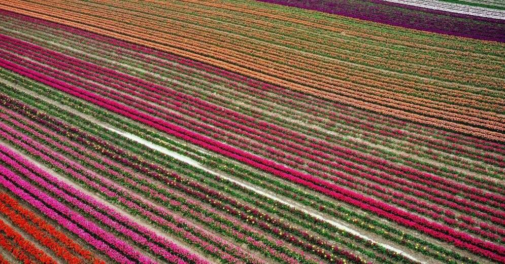 ФОТО. Яркие поля тюльпанов в Германии с высоты птичьего полета - rus.delfi.lv - Латвия - Голландия - Германия