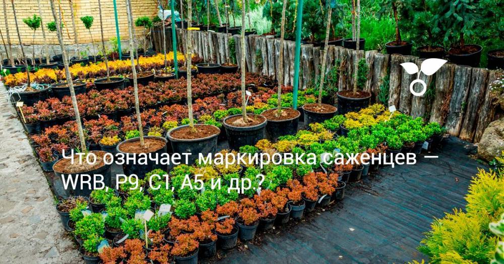 Что означает маркировка саженцев — WRB, P9, C1, A5 и др.? - botanichka.ru