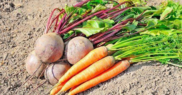 Как правильно посеять морковь, редис и свеклу, чтобы выросли крупными - 7ogorod.ru