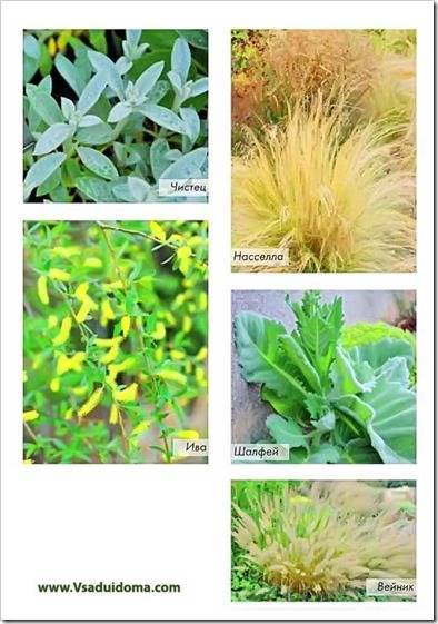 Мягкие и пушистые растения для особенного цветника – название, фото и описание - vsaduidoma.com