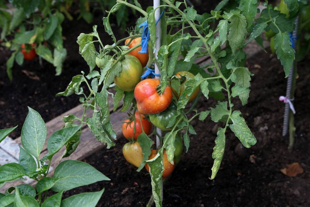 Что можно сажать рядом с помидорами в теплице и открытом грунте - ogorod.ru