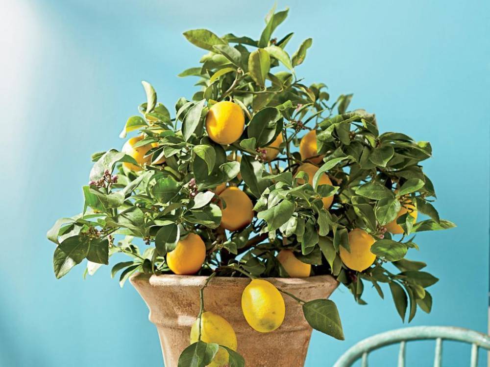 Как вырастить комнатный лимон и заставить его плодоносить - sveklon.ru - Нижегородская обл.