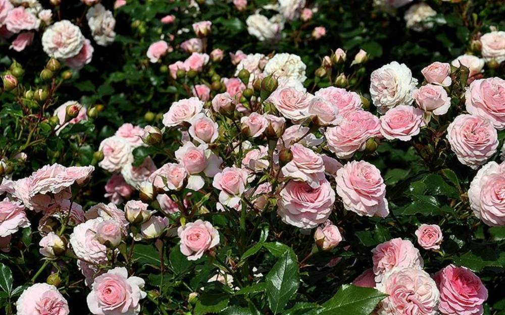 Чем и как удобрять розы в период цветения летом: сроки, народные средства - fermilon.ru