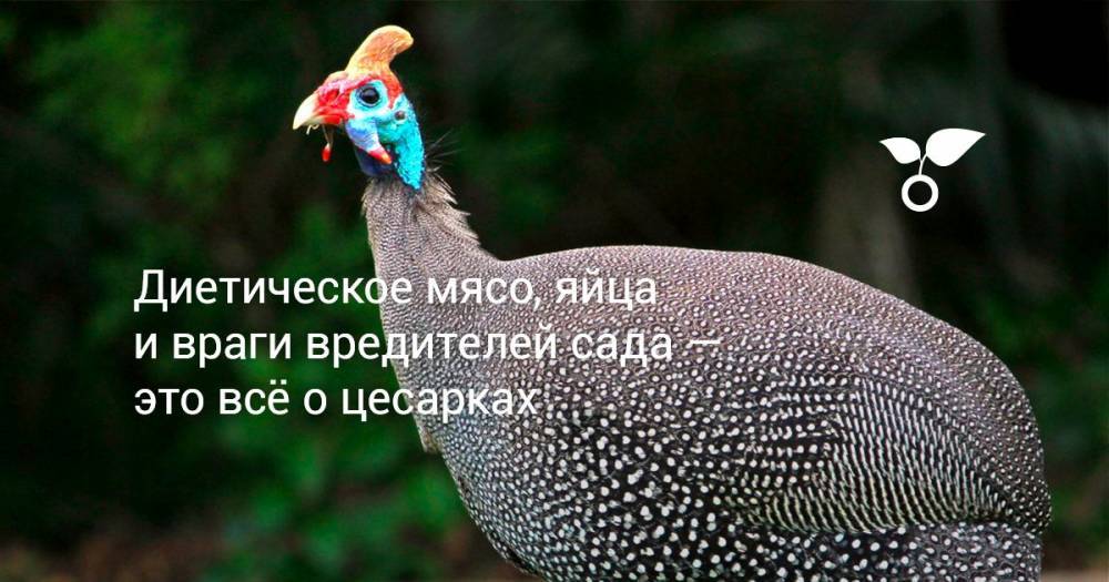 Диетическое мясо, яйца и враги вредителей сада — это всё о цесарках - botanichka.ru