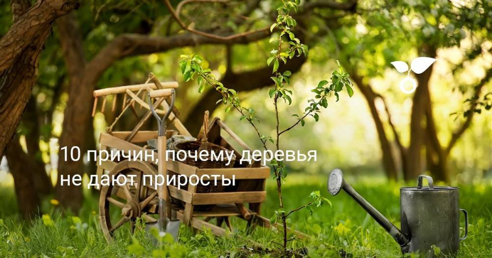 10 причин, почему деревья не дают приросты - botanichka.ru