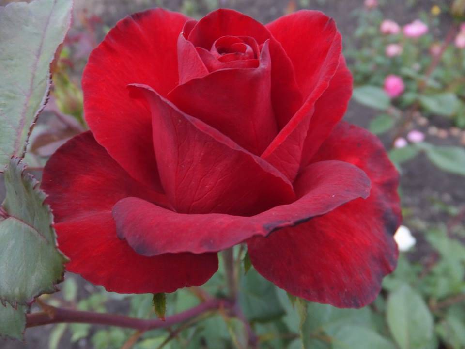 Чайно-гибридная роза Grand Gala (Гранд Гала): фото и описание, отзывы - fermilon.ru - Франция
