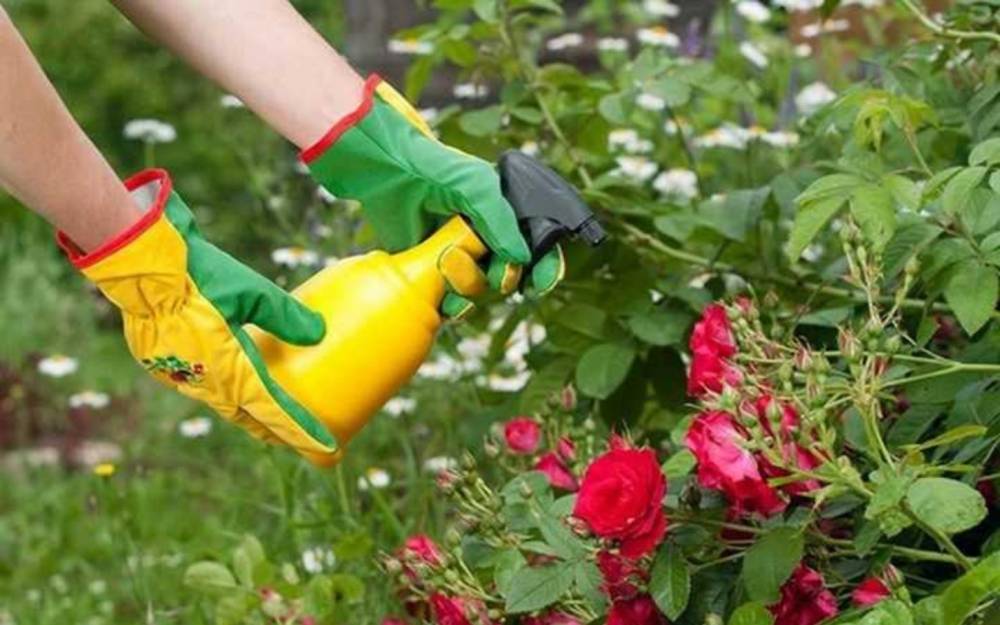 Чем обработать и как избавиться от мучнистой росы на розах: препараты, фото - fermilon.ru