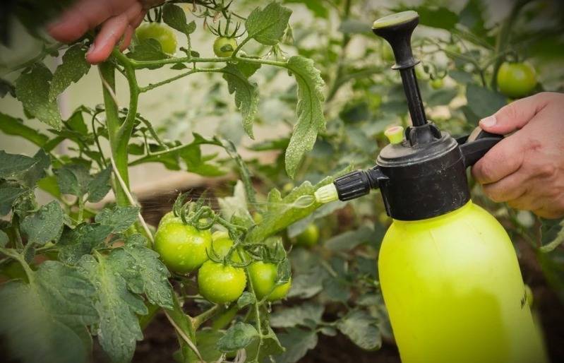 Улучшаем вкус томатов и лечим от фитофтороза: 3 способа использования поваренной соли - orchardo.ru