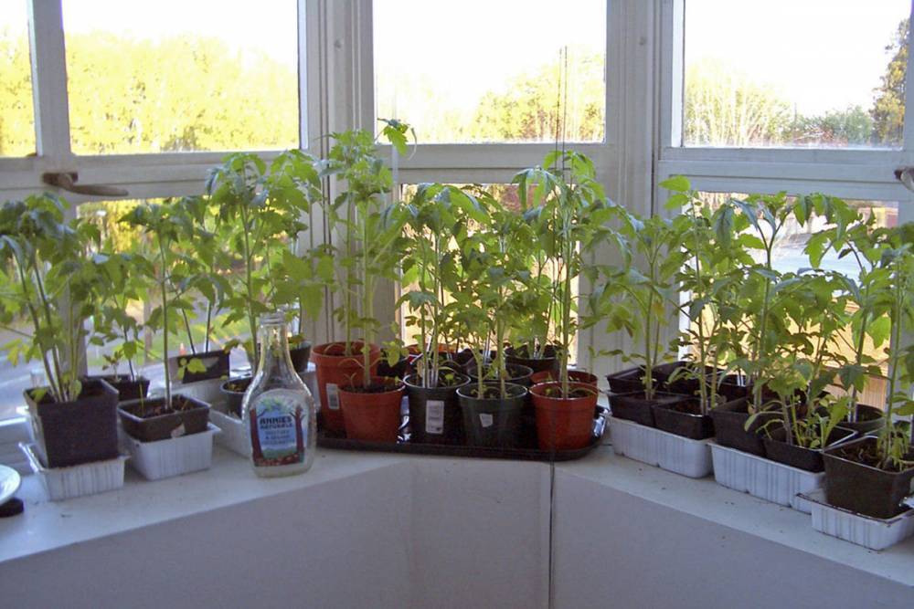 Как посадить переросшую рассаду томатов: советы опытных огородников - ogorod.ru