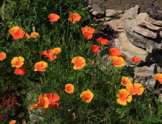 Эшшольция в саду: мой опыт выращивания - zelenysad.ru - штат Калифорния