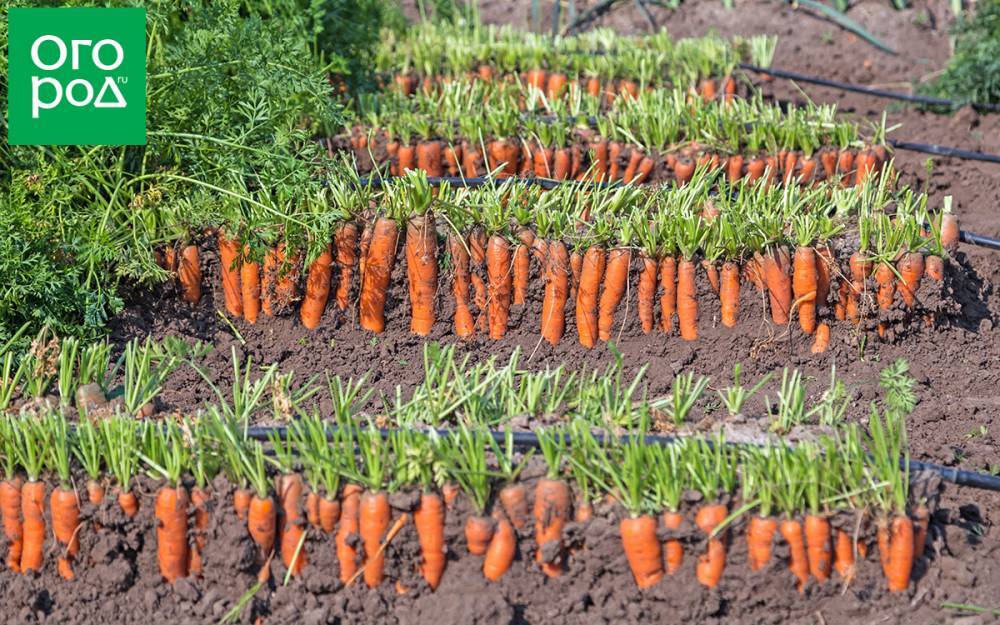 Как вырастить морковь на песчаном грунте - ogorod.ru