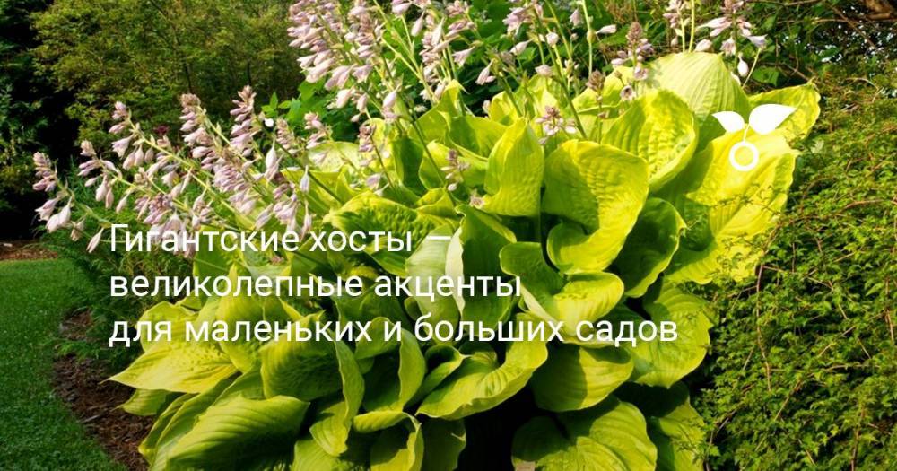 Гигантские хосты — великолепные акценты для маленьких и больших садов - botanichka.ru