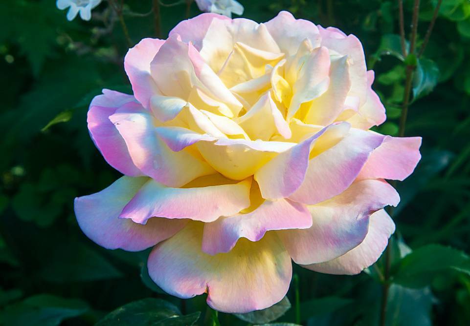 Плетистая роза Gloria Dei Climbing (Глория Дей Клайминг): описание и фото, отзывы - fermilon.ru - Сша