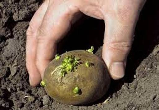 Готовим участок для посадки картофеля - 7ogorod.ru