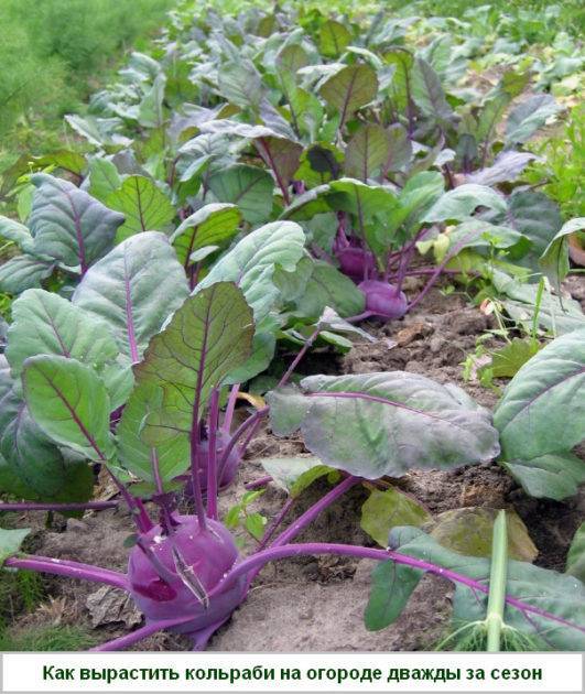 Как вырастить кольраби на огороде дважды за сезон - zelenysad.ru