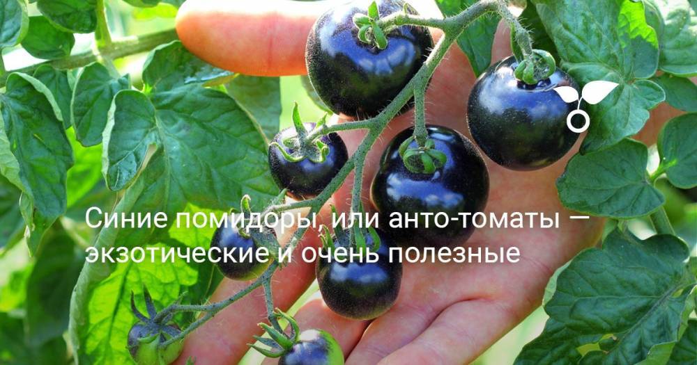 Синие помидоры, или анто-томаты — экзотические и очень полезные - botanichka.ru