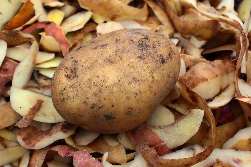 4 подкормки из картофельных очисток, которые не уступают минеральным удобрениям - orchardo.ru