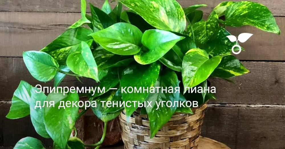 Эпипремнум — комнатная лиана для декора тенистых уголков - botanichka.ru