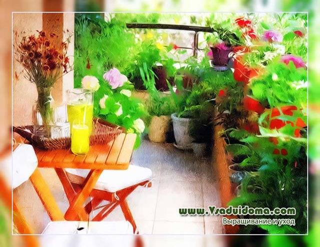Цветник на балконе своими руками советы читателей-цветоводов - vsaduidoma.com