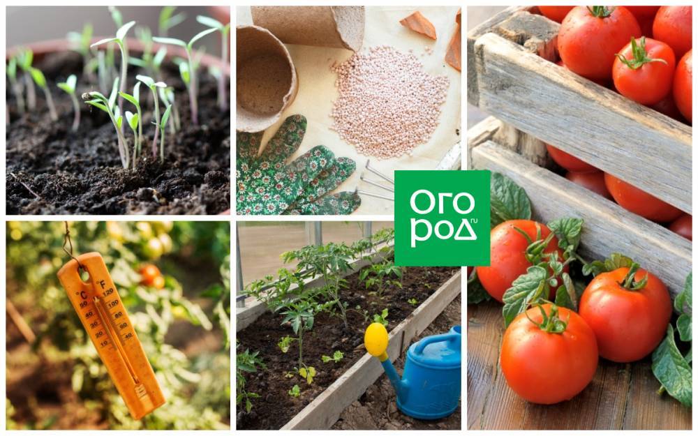 45 секретов небывалого урожая томатов - ogorod.ru