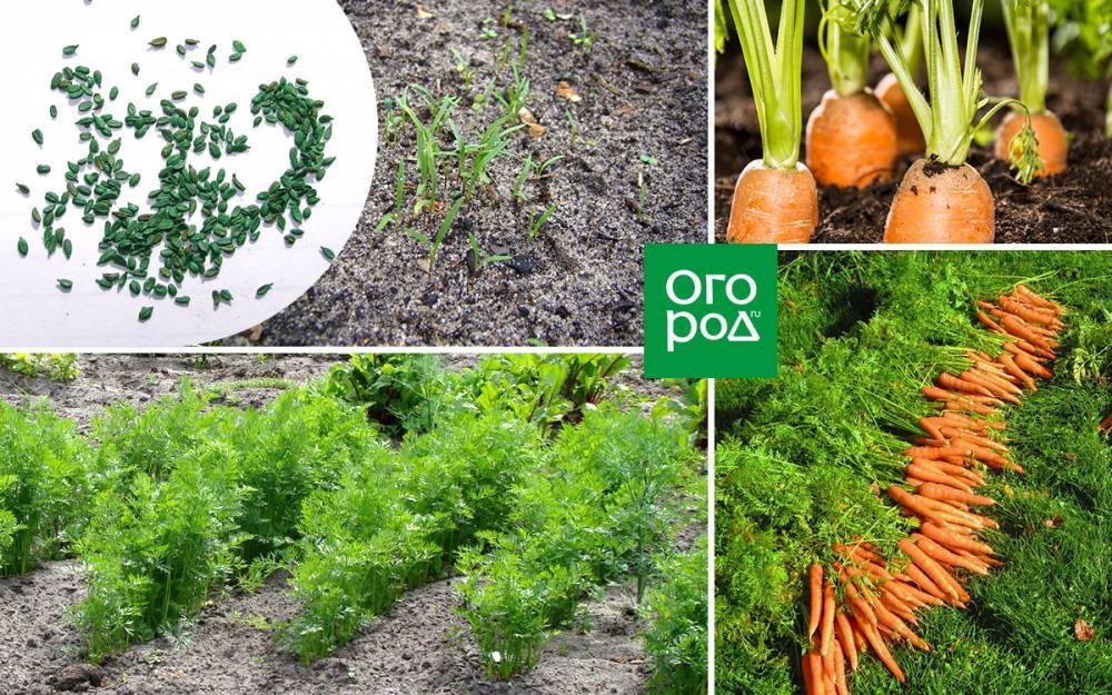 Все о выращивании моркови – подробная инструкция для начинающих - ogorod.ru