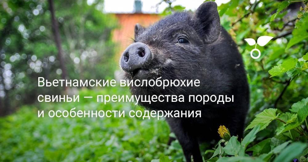Вьетнамские вислобрюхие свиньи — преимущества породы и особенности содержания - botanichka.ru - Россия - Вьетнам