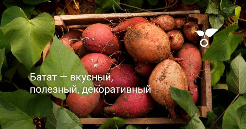 Батат — вкусный, полезный, декоративный - botanichka.ru