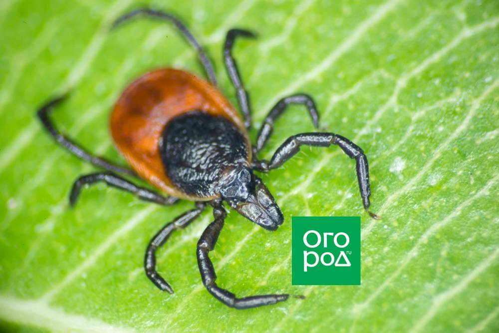 10 способов защитить участок от клещей без "химии" - ogorod.ru