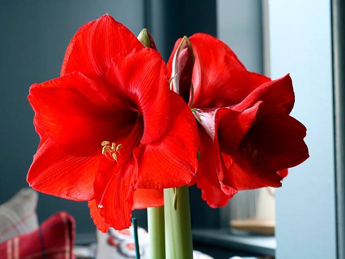 Что такое гиппеаструм и как вырастить цветок в домашних условиях - sveklon.ru