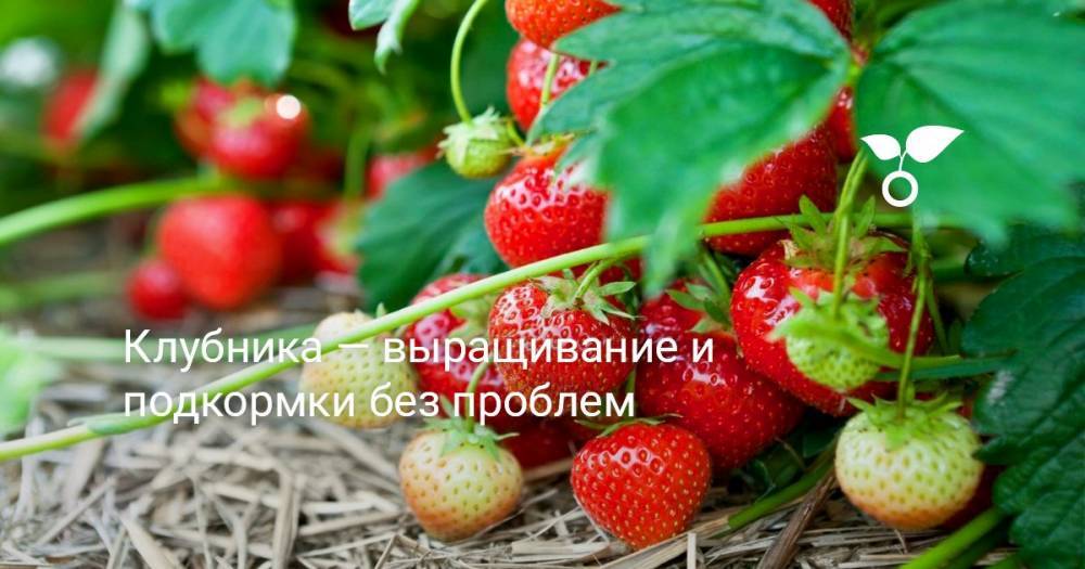 Клубника — выращивание и подкормки без проблем - botanichka.ru