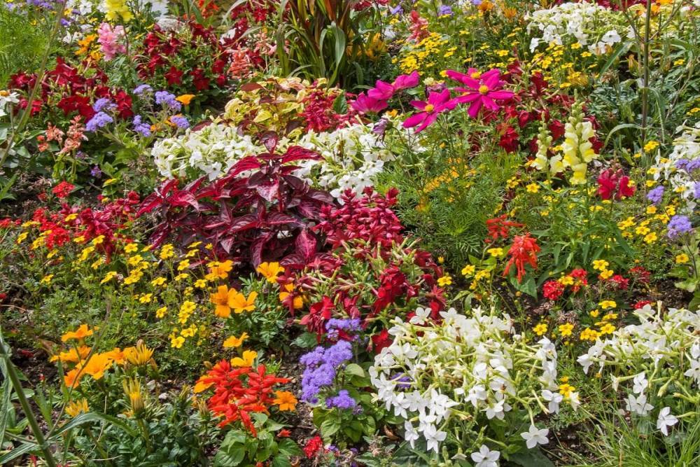 30 ярких цветов, которые можно сеять в открытый грунт в мае - ogorod.ru