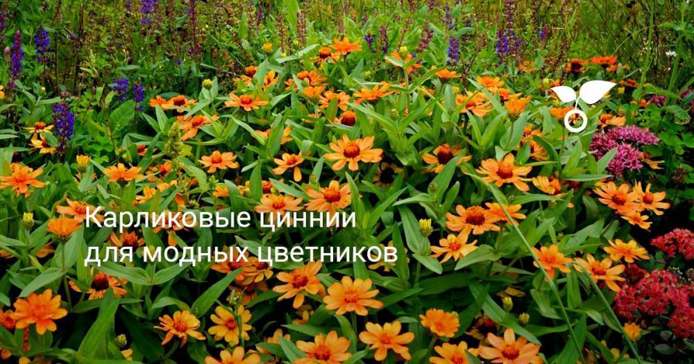 Карликовые циннии для модных цветников - botanichka.ru
