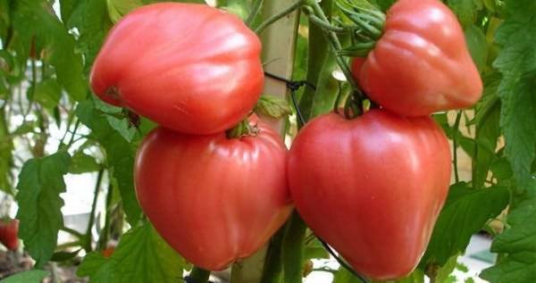 Лучшие сорта томатов для средней полосы - 7ogorod.ru - Россия