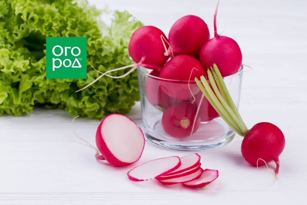 Делаем грядку для весеннего урожая: 5 простых шагов к майским овощам - ogorod.ru
