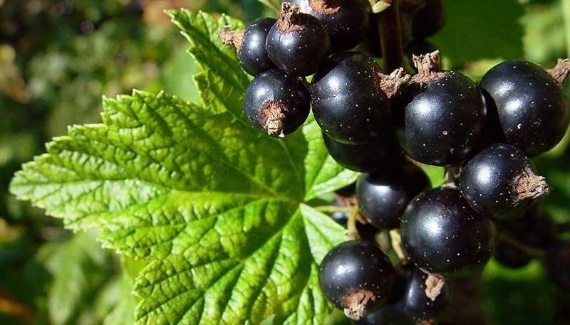 6 советов по обрезке черной смородины, благодаря которым куст плодоносит в полную силу каждый год - orchardo.ru