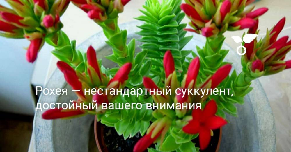 Рохея — нестандартный суккулент, достойный вашего внимания - botanichka.ru