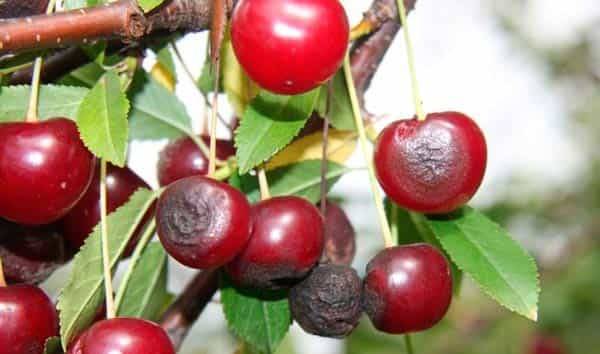 Почему сохнут ягоды вишни: на дереве, на ветках, после созревания - fermilon.ru
