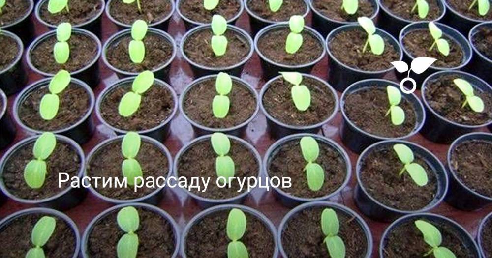Растим рассаду огурцов - botanichka.ru