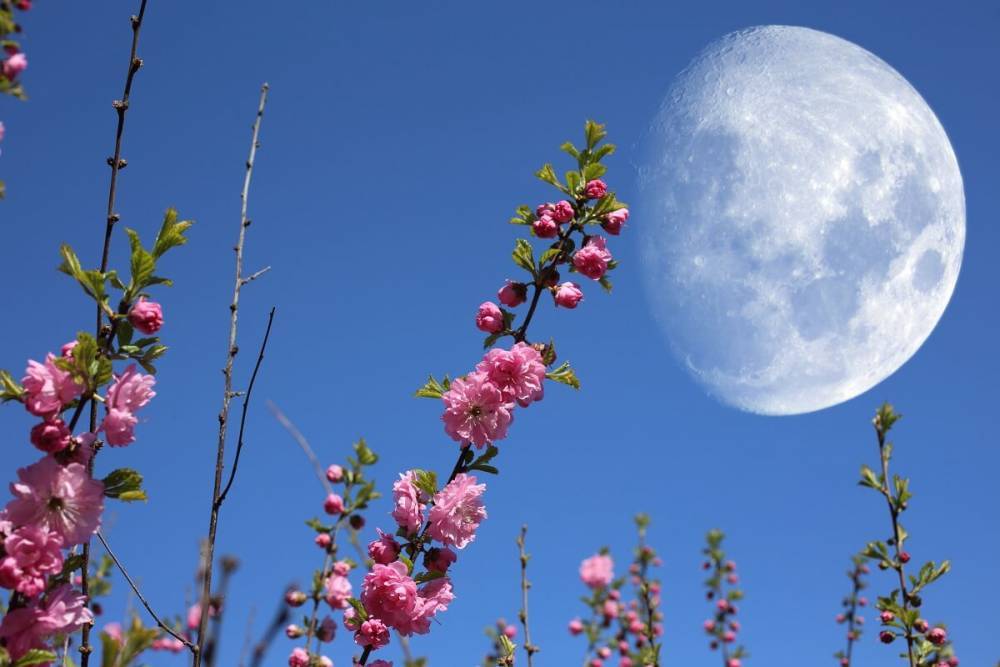 Лунный календарь на майские праздники 2020 - ogorod.ru
