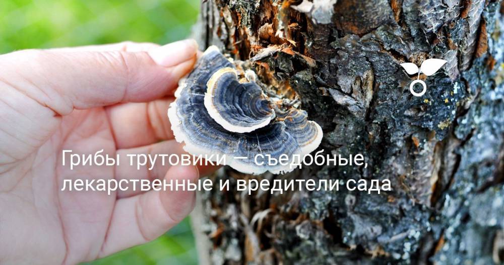 Грибы трутовики — съедобные, лекарственные и вредители сада - botanichka.ru