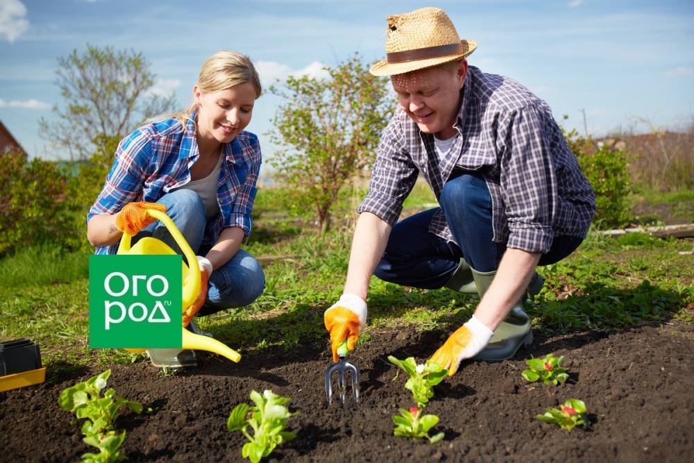 30 дел, которые надо сделать в саду, огороде и цветнике в мае - ogorod.ru